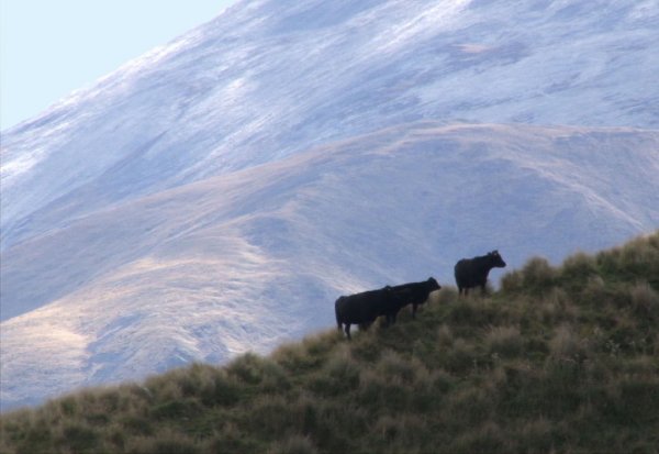 cows hill tussock