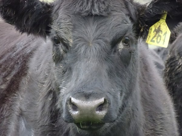 commercial heifer close up