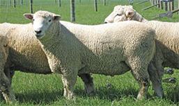 Meadowslea Romneys - Meadowslea Angus & Sheep Genetics Fairlie