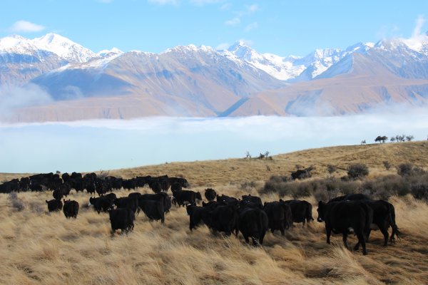 Braemar cows