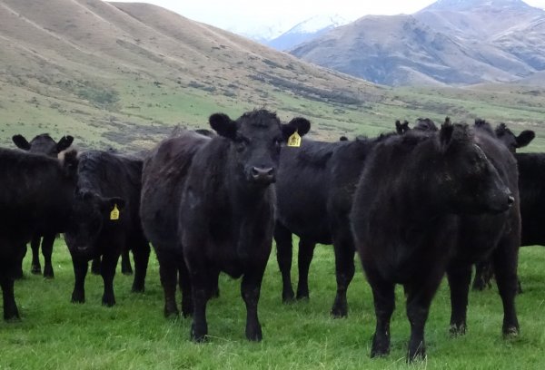 commerical heifers mid shot