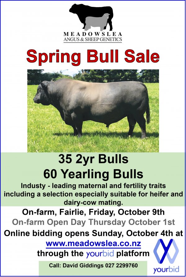 Spring bull ad 2
