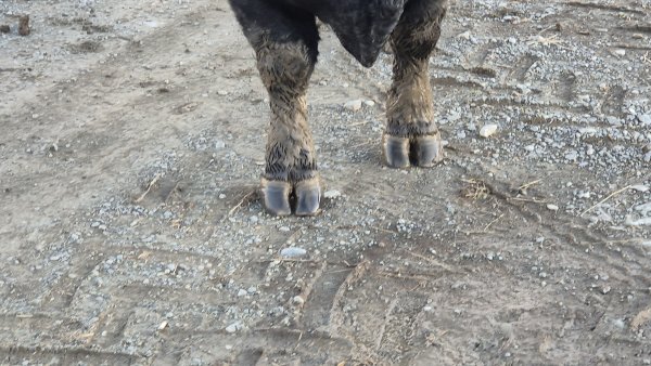 Rainstorme front feet