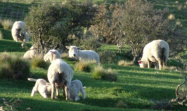 Sucking lambs for ad2