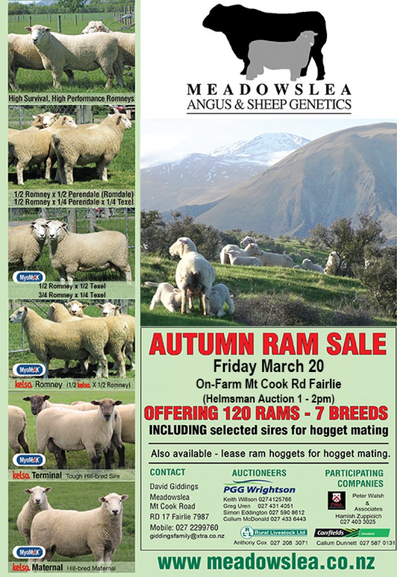 2020 full size autumn ram sale online2