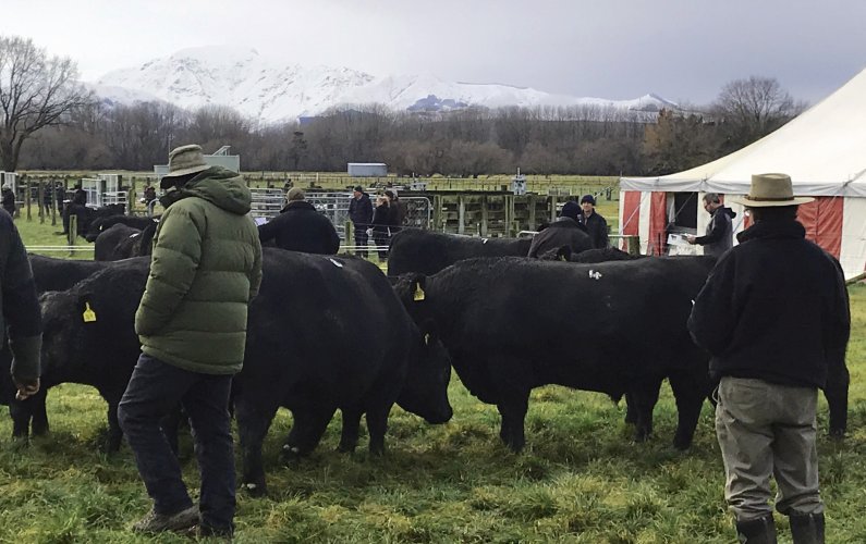 Bulls outside tent