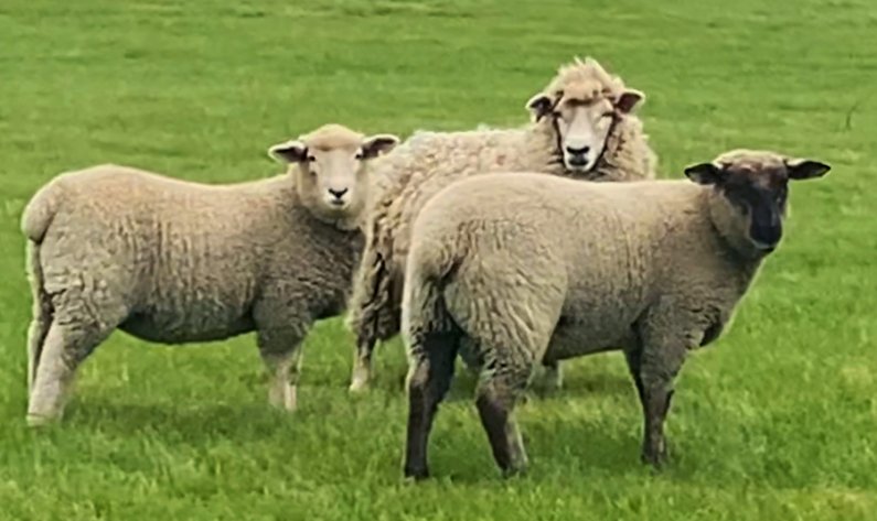 Some of the new season Romney and Kelso Terminal lambs that killed 193 at 100 days old