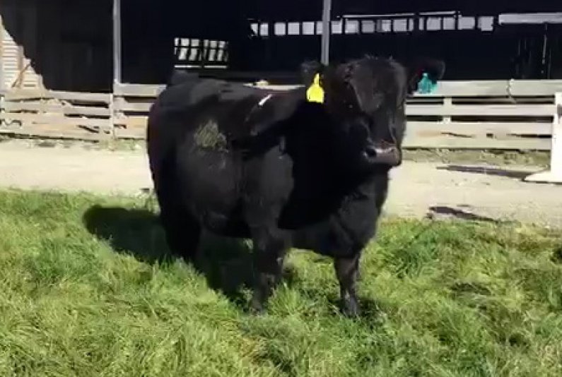 The top priced heifer sold at the Meadowslea In Calf Female sale to Okaka Angus for 6900