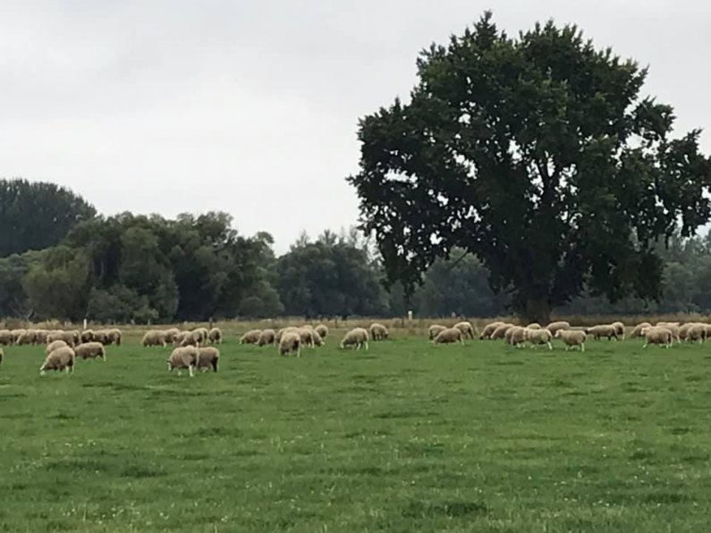 two tooths in front paddock